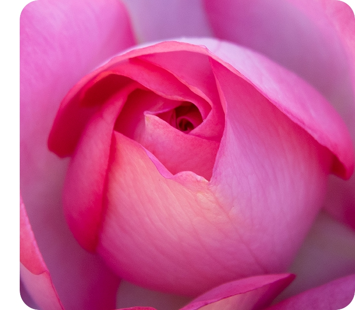 A close-up taken with the Macro Camera, showing the details of a hot pink rose.